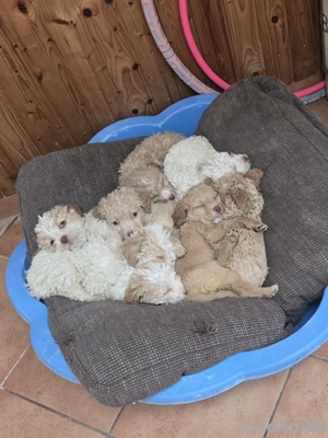 Lagotto Romagnolo Welpen