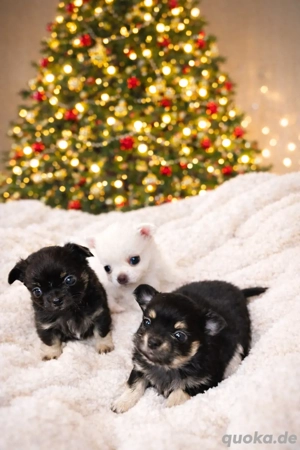 Reinrassige Chihuahua-Welpen