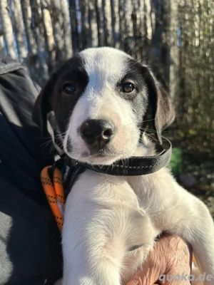 Welpe LUI sucht eine liebevolle Familie 