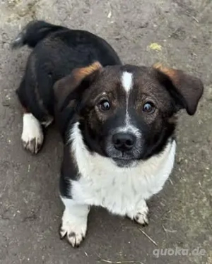 Bertram - klein, süß und anhänglich