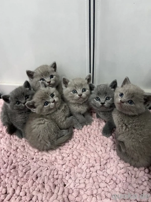 Reinrassige BKH Kitten 