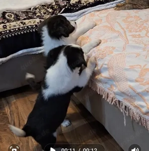 Spitz-Yorky-Welsch Korgi Mix 