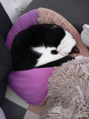 süßer kater sucht neues zuhause 