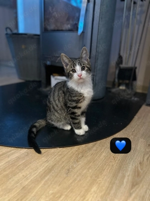  Zwei zauberhafte Coon-Mix Kitten suchen ein liebevolles Zuhause 