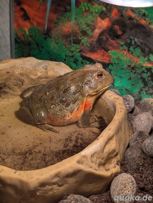 Afrikanischer Ochsenfrosch mit Terrarium + Technik 