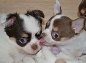 Liebe entzückende Chihuahua Welpen 