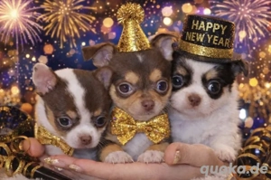 Entzückende Chihuahua Welpen 