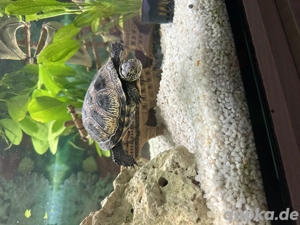 Wasserschildkröte  mit komplettem Zubehör 