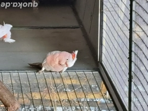 biete 0.1 Inkakakadu 23