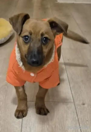 Niedliches Welpenmädchen Daisy - mitten in der Stadt ausgesetzt