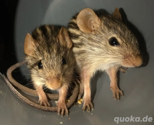 Süße Handzahme Afrikanische Streifengras Mäuse   Männlich