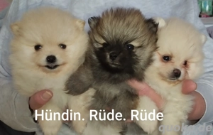 Erstklassige Zwergspitz Pomeranian Welpen aus erfahrene Hobbyzucht seid 2008