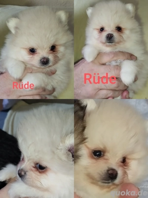 Abgabe bereit Pomeranian Zwergspitz seriöse kleine Hobbyzucht Eltern Ahnentafel