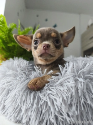 Chihuahua 
