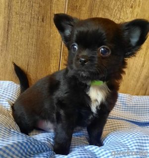Unsere Chihuahua Welpen 