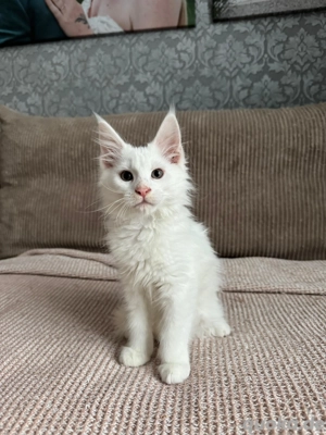 Maine Coon kitten weiß weiblich 