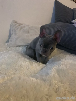 kleine Prinzessin sucht neues Home