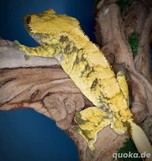 1.0 Kronengecko - Extreme Harlequin poss. Hypo