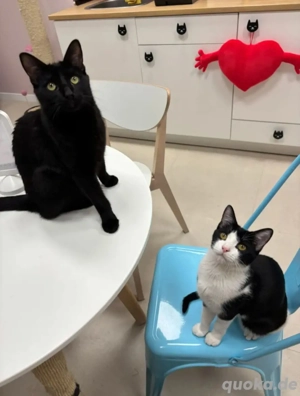 Sully & Mike 2 kleine Clowns suchen ihr spannendes Zuhause