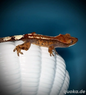 0.0.1 Kronengecko - Cappuccino with Dal Spots