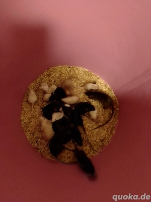 Farbmaus verschiedene großen