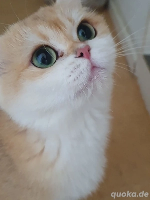 Britisch kurzhaar bkh black golden shell weiblich mit Stammbaum 