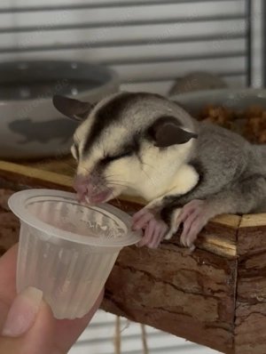 Sugar Glider Rudel (5) mit komplettem Zubehör abzugeben