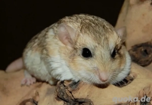 Suche : 1.1 Fettschwanzrennmäuse Duprasi