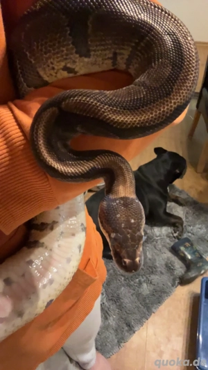 Verkaufe mein 5 Jahre altes königspython weibchen