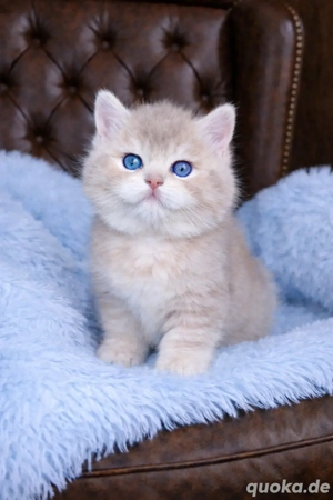 BKH Kitten mit exelente Stammbaum lilac golden DBE