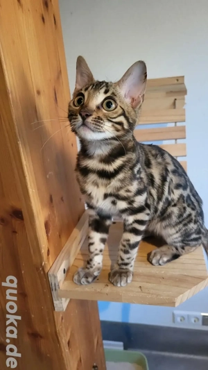 Bengal Kitten