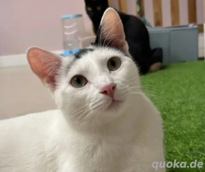 Ying Lustiger gechillter Kater sucht spannendes Zuhause