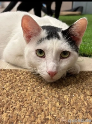 Ying Lustiger gechillter Kater sucht spannendes Zuhause