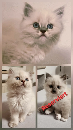 Heilige birma Kitten 