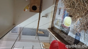 Suche 0.1 Gelbköpfige Gouldamadine in Gelb weissbrust