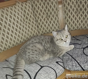 Britisch Kurzhaarkatze