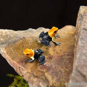 Suche Ranitomeya fantastica True Nominat Pärchen 1.1