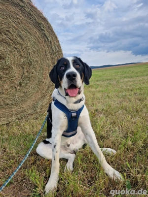 Bruno sucht ein Zuhause 