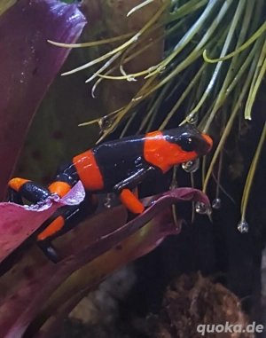 Suche Oophaga lehmanni Pärchen 1.1