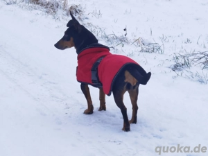 Rüde zum Decken gesucht 
