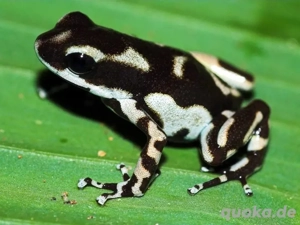 Suche Oophaga pumilio "Róbalo" Pärchen 1.1 