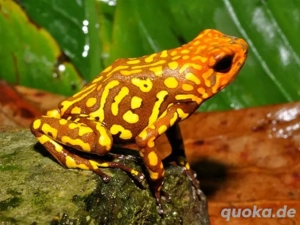 Suche Oophaga histrionica  Red Head  Pärchen 1.1  