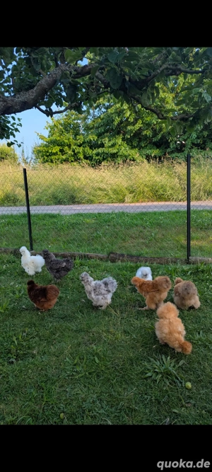 Bruteier von Seidenhühnern aus privater Hobbyhaltung 