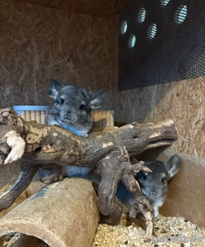Chinchilla Jungtiere 