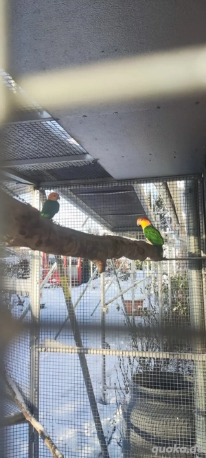 Gelbschenkel Rostkappenpapageien 