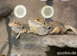Bartagamen Pärchen (pogona vitticeps)