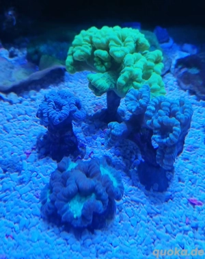 Meerwasser Korallen caulastrea 