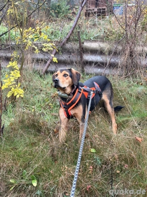 Tano ein Liebenswerter Rüde 