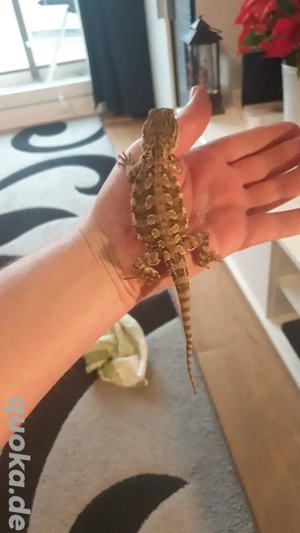 Junge zwergbartagam von 2025 ab zu geben