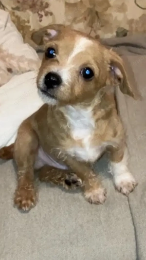 Chihuahua Maltipoo (Toypudel, Malteser) Mix